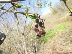 Alnus mandschurica
