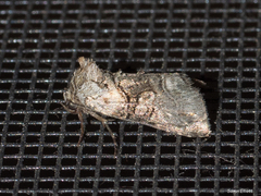 Abrostola microvalis