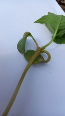 Puccinia komarovii