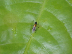 Prosopochrysa vitripennis