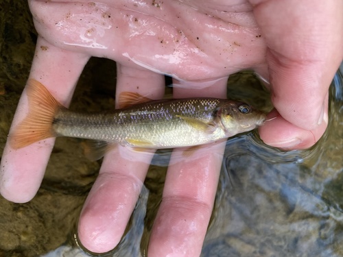 Cutlips minnow (Exoglossum maxillingua) — Cyprinidae — 2
