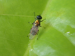 Prosopochrysa vitripennis