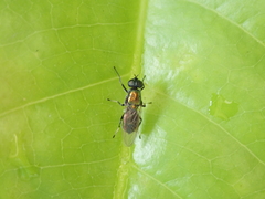 Prosopochrysa vitripennis