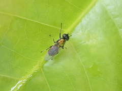 Prosopochrysa vitripennis
