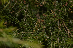 Sannantha angusta