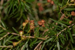 Sannantha angusta