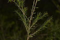 Sannantha angusta