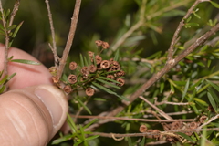 Sannantha angusta