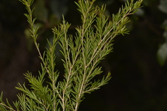 Sannantha angusta