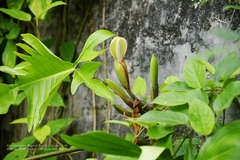 Philodendron squamiferum