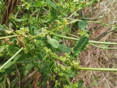 Rumex pulcher