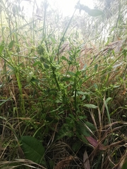 Rumex pulcher