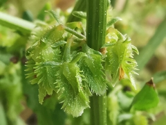 Rumex pulcher