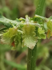 Rumex pulcher