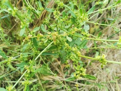 Rumex pulcher