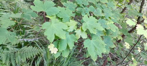 Acer pseudoplatanus image