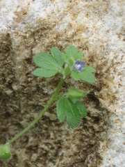 Veronica triloba