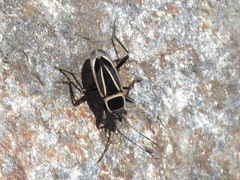 Ragliodes delineatus