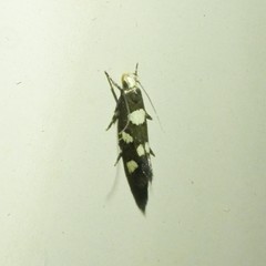 Limnaecia tetraplanetis