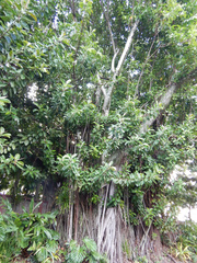 Ficus prolixa