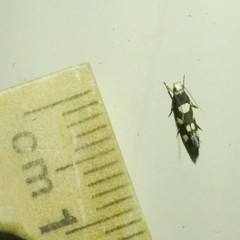 Limnaecia tetraplanetis