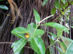 Ficus prolixa