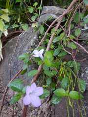 Ruellia prostrata