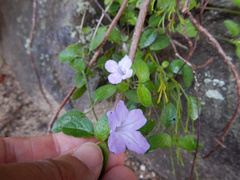 Ruellia prostrata