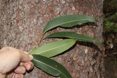 Corymbia trachyphloia