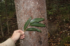 Corymbia trachyphloia