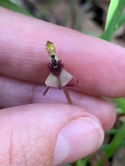 Chiloglottis curviclavia