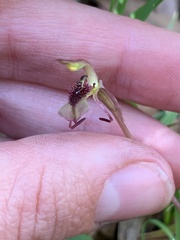 Chiloglottis curviclavia