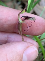 Chiloglottis curviclavia
