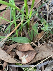 Chiloglottis curviclavia