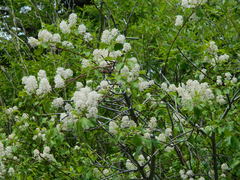 Ceanothus sanguineus