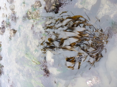 Laminaria sinclairii