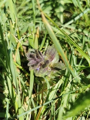 Ajuga pyramidalis