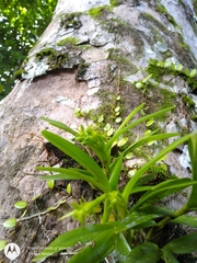 Epidendrum rigidum