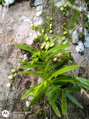 Epidendrum rigidum