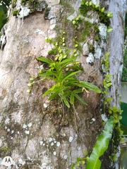 Epidendrum rigidum