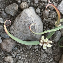 Lophioprason