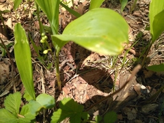 Convallaria keiskei