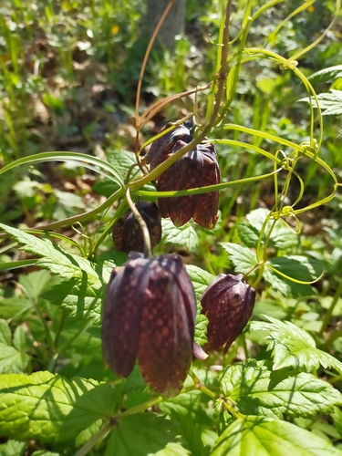 Image of Fritillaria usuriensis by no rights reserved