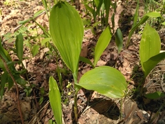 Convallaria keiskei