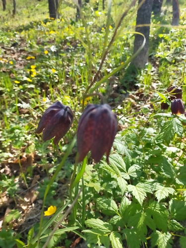 Image of Fritillaria usuriensis by no rights reserved