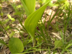Convallaria keiskei