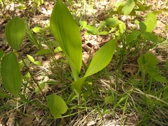 Convallaria keiskei