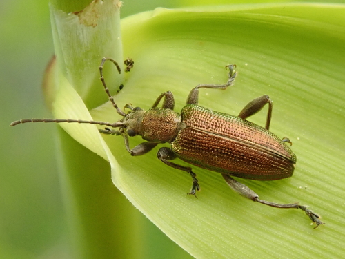 Grooved Leaf Beetle, photo 2 of 10