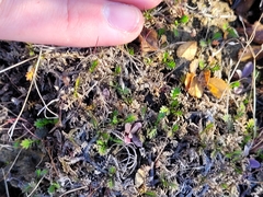 Leptinella filiformis