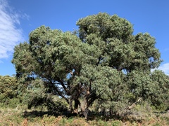 Eucalyptus willisii